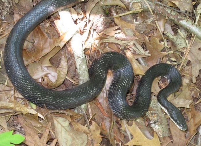 Eastern Black Rat Snake