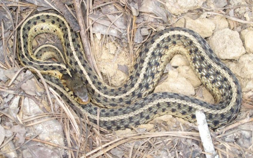 Eastern Garter Snake