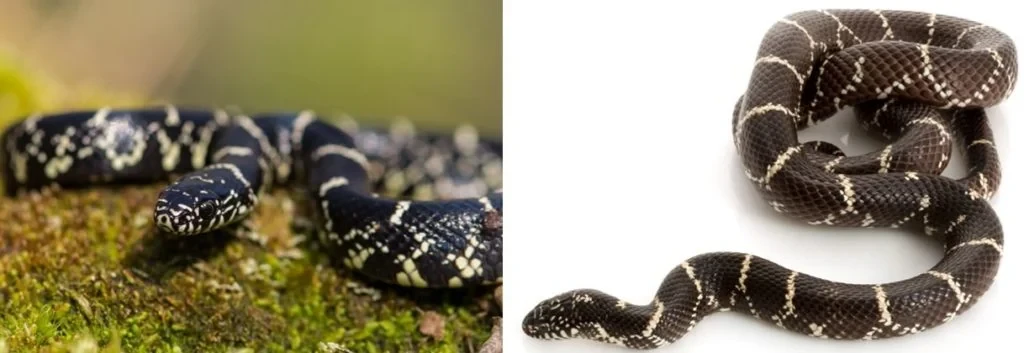 Eastern Kingsnake