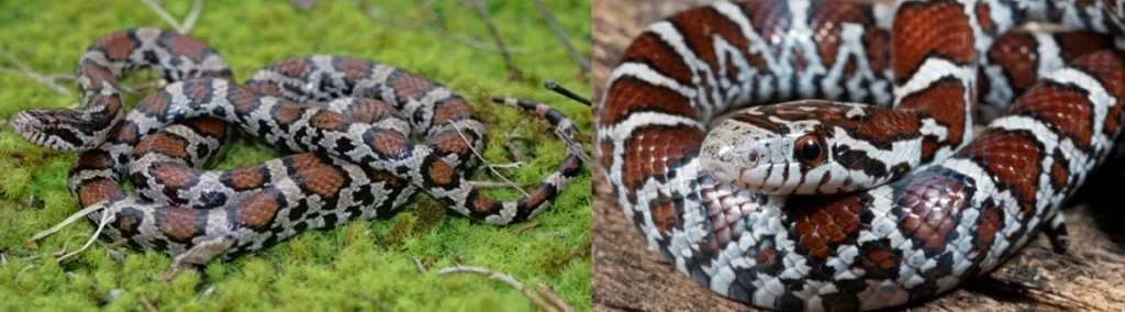 Eastern Milk Snake