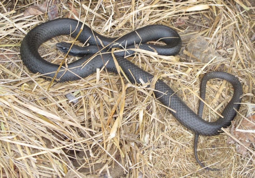 North American Racer