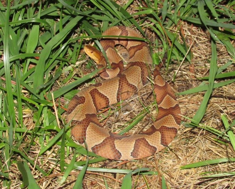 Northern Copperhead