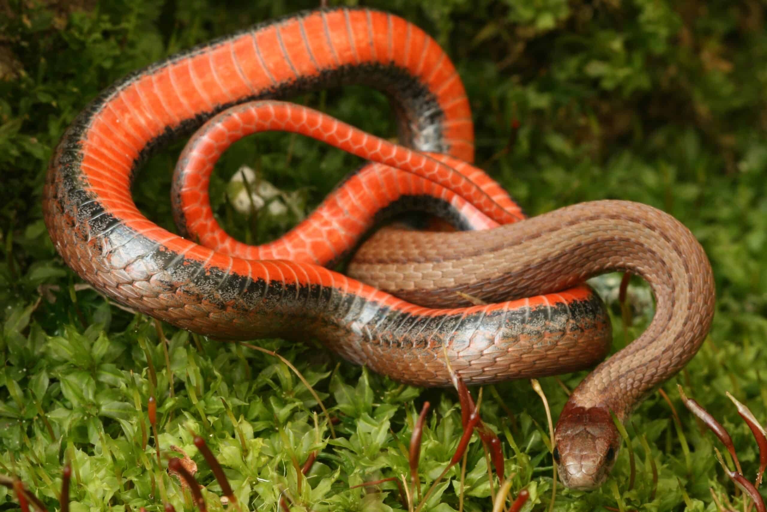 Red-bellied Snake