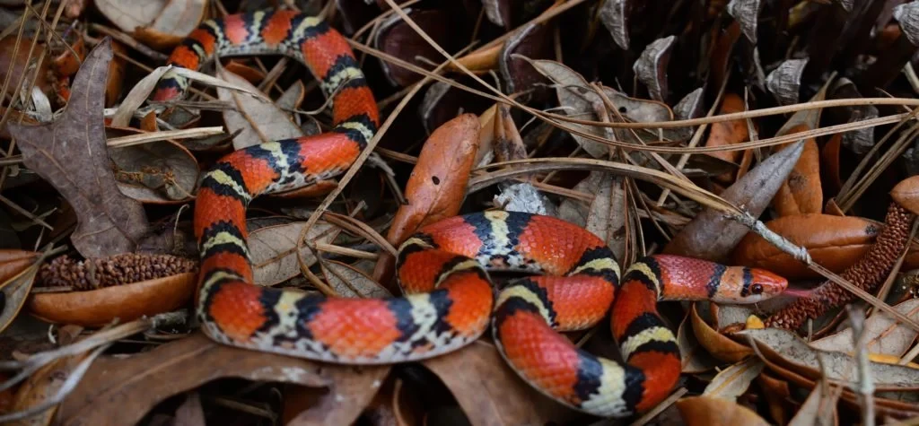 Scarlet Snake